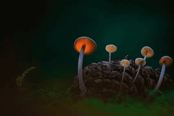 十二生肖的战鼓擂，十二生肖擂鼓声声