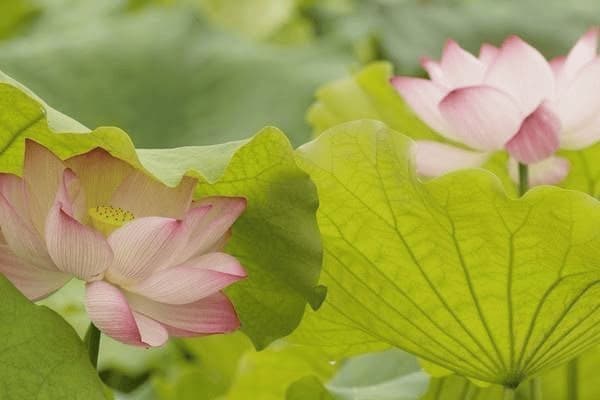 虎年生肖蛇月份运势，虎年生肖蛇月份运势如何